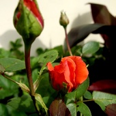 róża