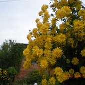 rudbeckia laciniata ( syn. R. quinata, R. digitata) odmiana o kwiatach pełnych.