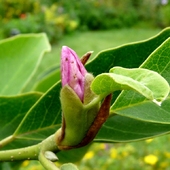 Sierpniowa magnolia