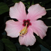też hibiscus...