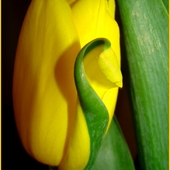 wspominkowy tulipan