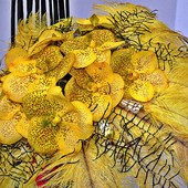 Żółte Wandy w żółtych piórach