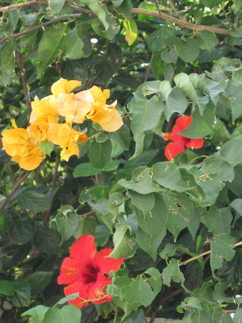 Herbaciana bugenwila i hibiskus )