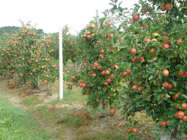 Jabłoniowy sad