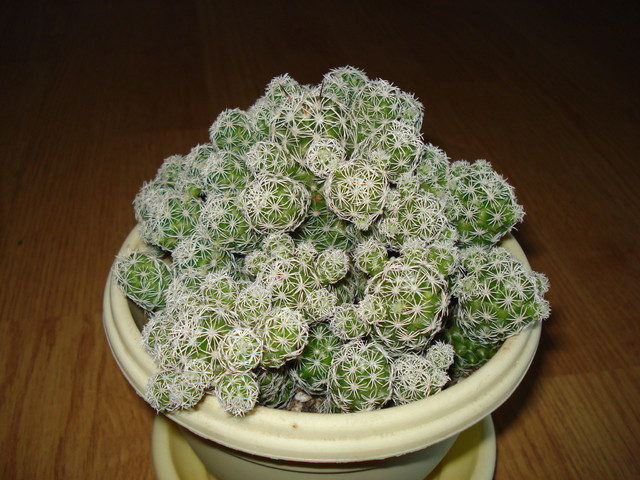 Kaktus Mammillaria gracilis