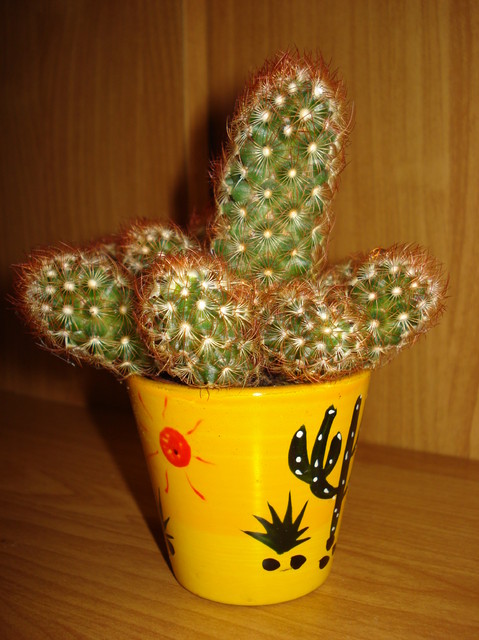 Kaktus Mammillaria elongata