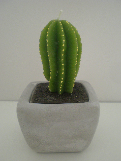 Kaktusik prezencik :) 