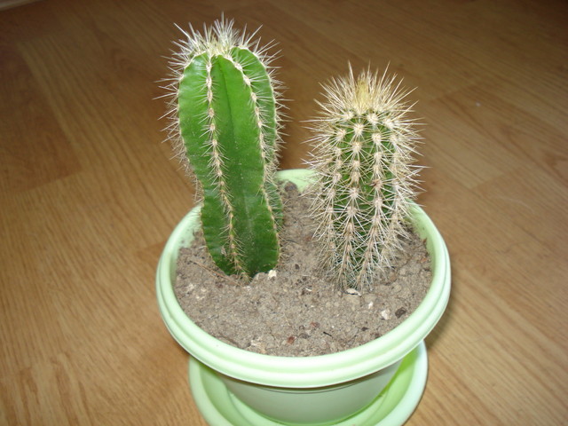 Kaktusiki dwa