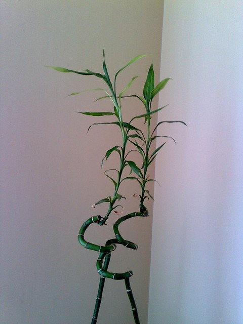 Lucky Bamboo, dracena