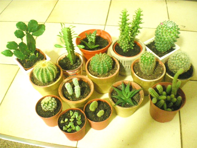 Moja kolekcja kaktusowatych:)
