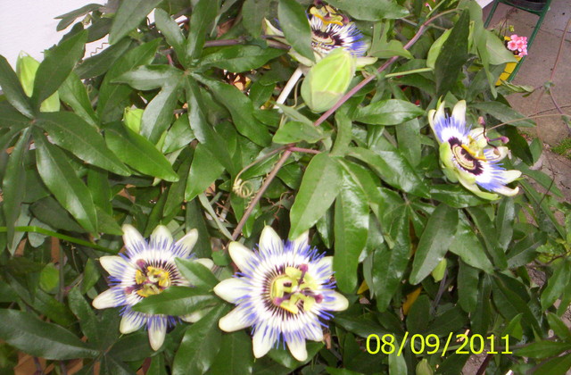 Pasiflora (męczennica)