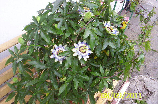 Pasiflora.