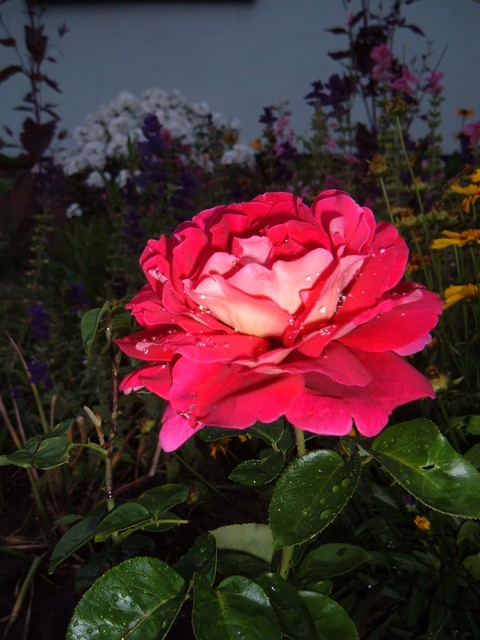 róża z mojego ogrodu