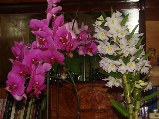 Phalaenopsis i dendrobium.