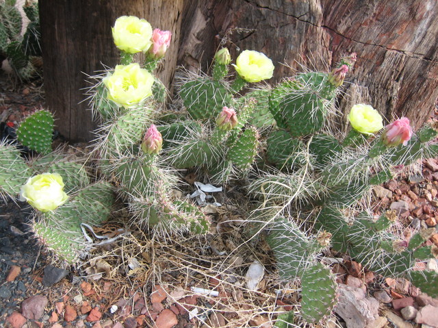 Te kaktusy sa u moich znajomych