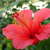 cudowny kwiat hibiskusa