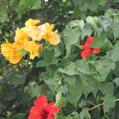Herbaciana bugenwila i hibiskus )