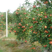 Jabłoniowy sad