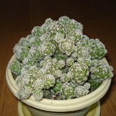 Kaktus Mammillaria G