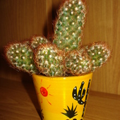 Kaktus Mammillaria elongata