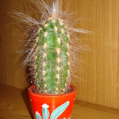 Kaktus Oreocereus