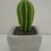 Kaktusik prezencik :) 