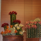 Marcepanowe kaktusiki