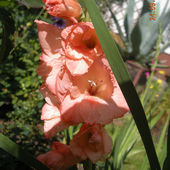 Mieczyk  - Gladiolus