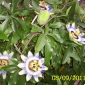 Pasiflora (męczennica)