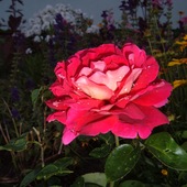 Róża Z Mojego Ogro