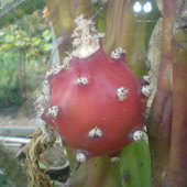 Selenicereus grandiflorus-owoc