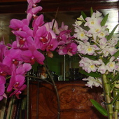Phalaenopsis i dendrobium.