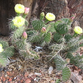 Te kaktusy sa u moich znajomych