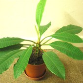 Wilczomlecz białounerwiony -Euphorbia leuconeura