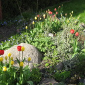 Wiosna w ogrodzie...