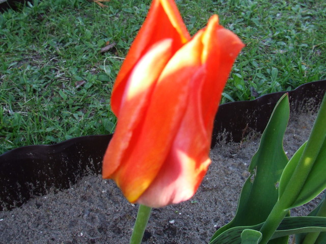 13 tulipan