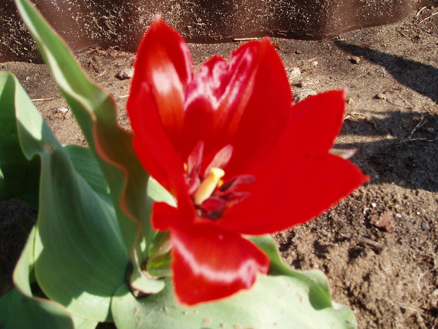 30 tulipan