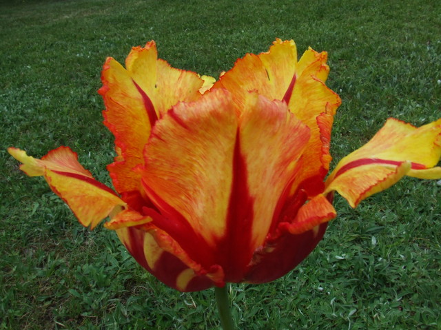 52 tulipan