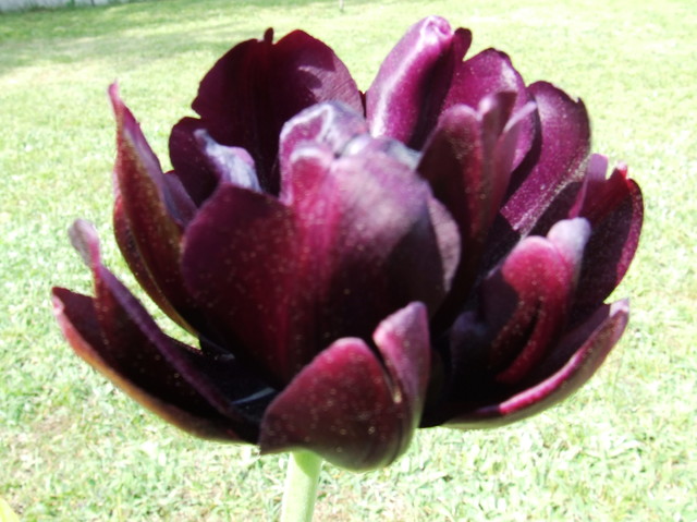 57 tulipan