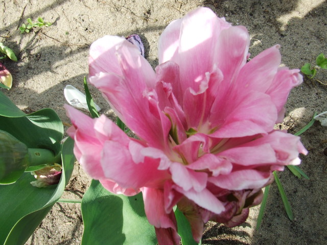 62 tulipan