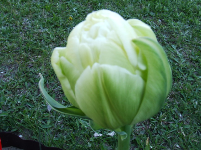 68 tulipan
