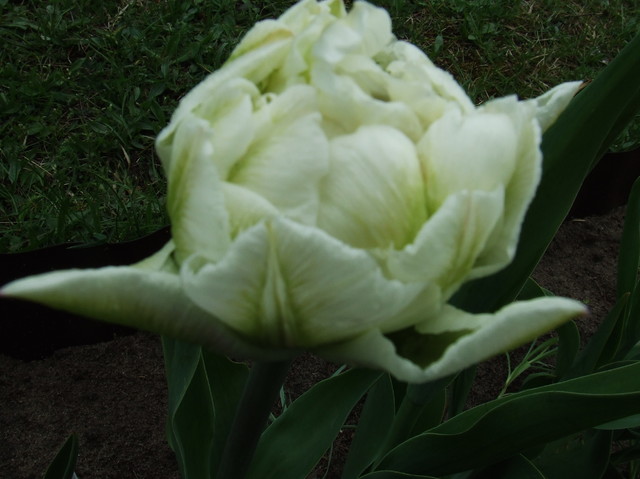 69 tulipan