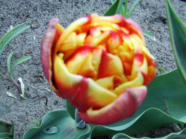 72 tulipan
