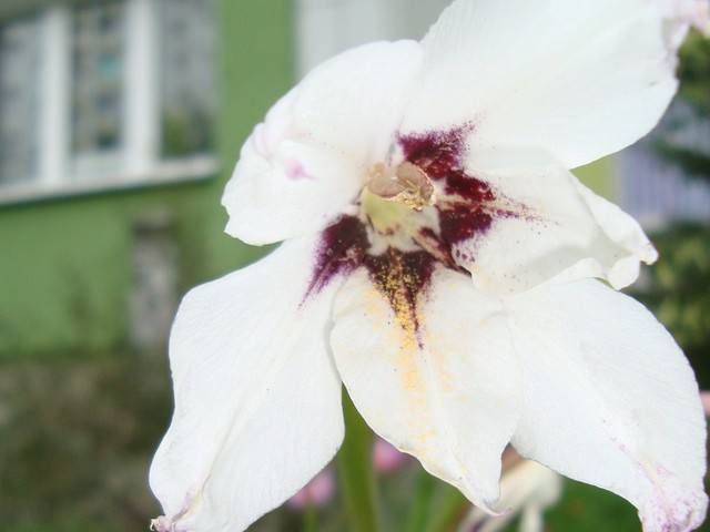 Acidantera  bicolor-gladiola abisyńska.