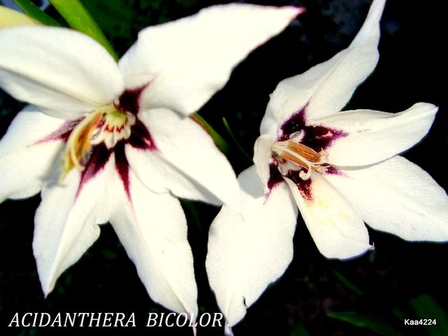  Acidanthera bicolor.