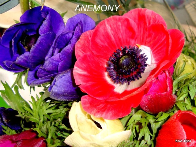  Anemony.
