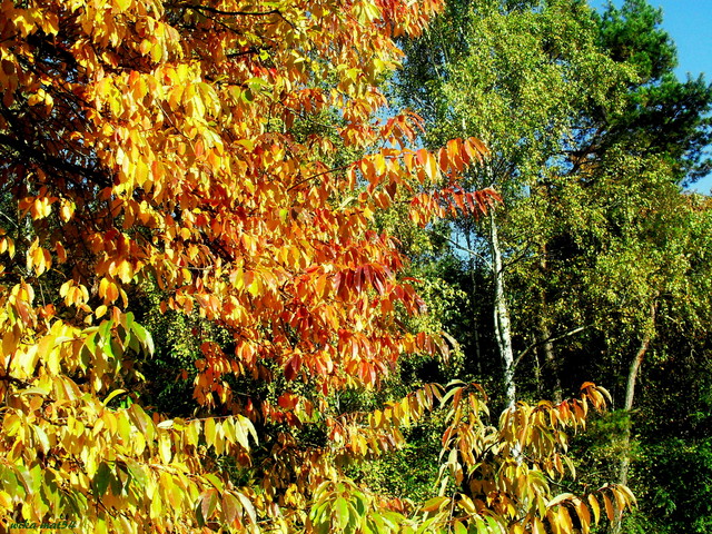 barwy jesieni:-)