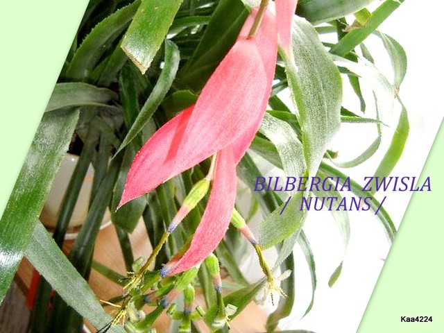 Bilbergia żwisła-odmiany Nutans