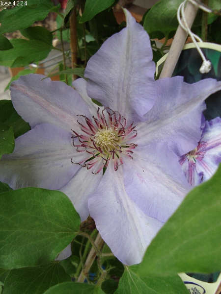  Clematis-''The First Lady''.