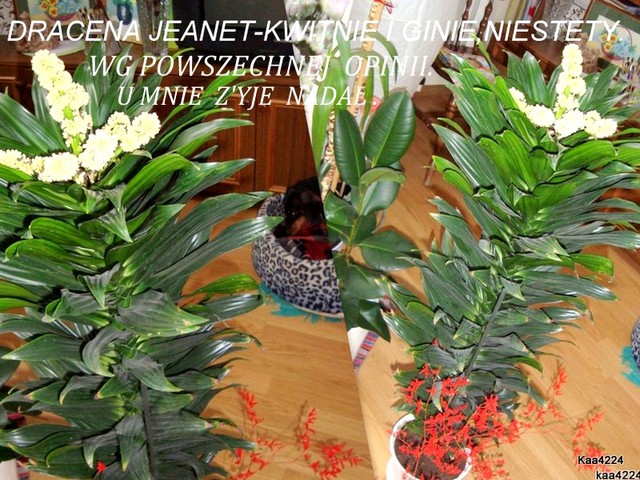 Dracena ''Jeanet''-jej kwiaty.